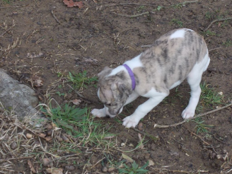 des seigneurs du bandiat - Whippet - Portée née le 24/12/2015